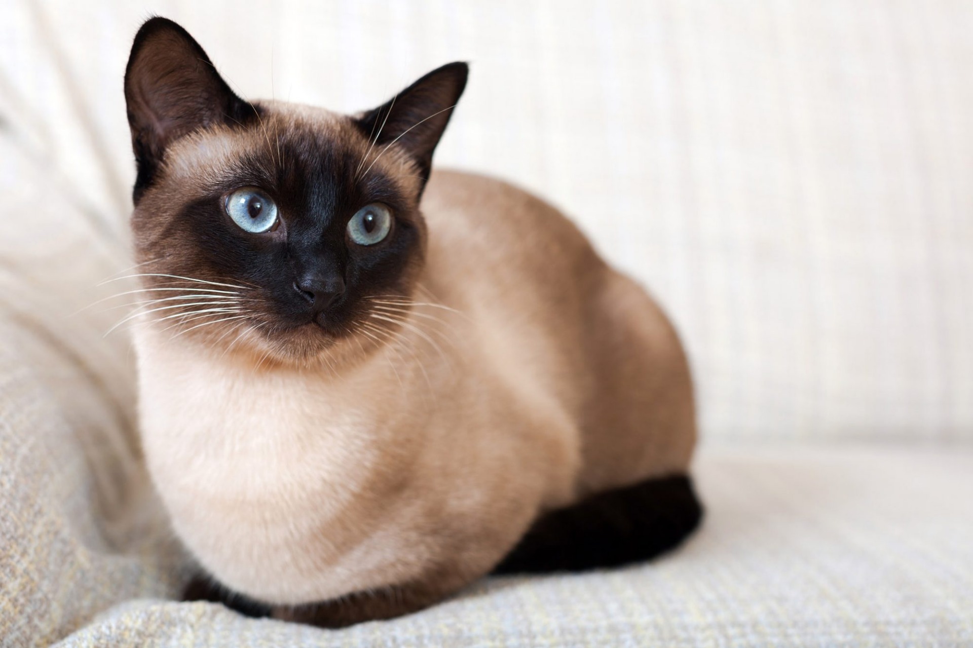 Gato Siames, El Gato Siamés es una de las razas más antiguas y reconocibles del mundo, originario de Tailandia (anteriormente Siam). Famoso por su silueta esbelta y elegante, su cabeza triangular y, sobre todo, por sus impactantes ojos azules almendrados y sus "puntos" oscuros (orejas, patas, cola y hocico) que contrastan con un cuerpo de color más claro. Los gatitos siameses nacen completamente blancos o crema y desarrollan sus marcas a medida que crecen y se exponen a temperaturas más frías.  Estos gatos son conocidos por su personalidad extraordinariamente vocal y afectuosa. No dudarán en "conversar" contigo con una amplia gama de maullidos, gorjeos y sonidos que a menudo se describen como distintivos y fuertes. Los siameses forman lazos increíblemente fuertes con sus humanos, a menudo eligiendo a una persona favorita a la que seguirán por toda la casa, demandando atención y participando activamente en las actividades diarias. Son gatos muy inteligentes, curiosos y juguetones, que necesitan mucha estimulación mental y física. Su necesidad de compañía significa que no les gusta estar solos por largos períodos y pueden deprimirse o volverse destructivos si se les ignora. Su elegancia y carácter único los convierten en compañeros inolvidables.