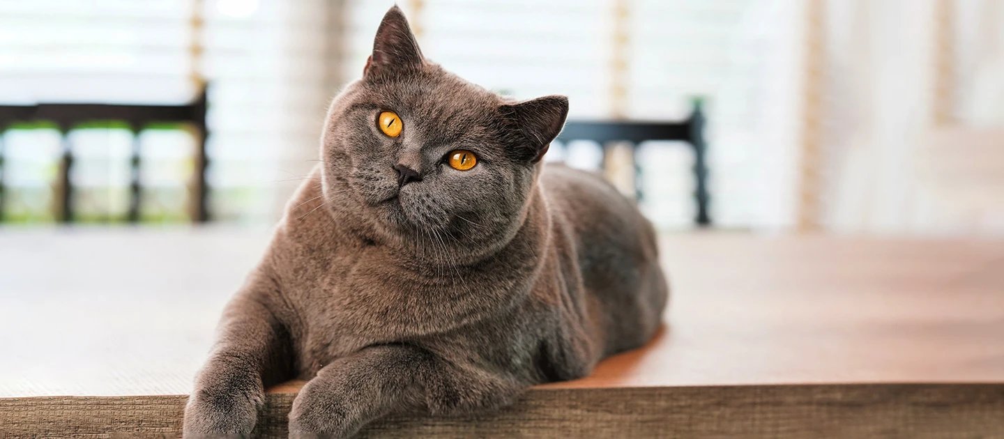 British Shorthair, El British Shorthair es una de las razas de gatos más antiguas y populares de Gran Bretaña, famosa por su aspecto robusto y su personalidad tranquila. Con su cuerpo fornido, cara redonda y pelaje denso y afelpado, recuerdan a un adorable osito de peluche. Su color más icónico es el azul (gris), pero se presentan en una vasta gama de colores y patrones.  Estos gatos son conocidos por su temperamento apacible y paciente. A diferencia de otras razas más activas, el British Shorthair es tranquilo y se adapta bien a la vida en interiores. No son excesivamente demandantes de atención, pero disfrutan de la compañía de sus humanos y de las sesiones de caricias. Son independientes pero cariñosos, y su naturaleza serena los convierte en excelentes compañeros para familias con niños y otras mascotas. Su voz es suave, rara vez maúllan fuerte, y prefieren comunicarse con gorjeos y ronroneos. Su esperanza de vida es larga, a menudo superando los 15 años, lo que los convierte en una adición duradera y amorosa a cualquier hogar.