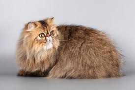 Gato persa, El Gato Persa es una de las razas más antiguas y reconocibles, célebre por su lujoso pelaje largo y denso, su cara chata y redonda, y sus grandes ojos expresivos. Originarios de Persia (actual Irán), estos felinos han sido símbolos de sofisticación y lujo a lo largo de los siglos, destacándose en exposiciones felinas y hogares por igual.  Su temperamento es tan distintivo como su apariencia: los persas son conocidos por ser tranquilos, apacibles y extremadamente dulces. Son gatos de bajo perfil energético, que prefieren una siesta en un cojín suave o un regazo cálido a las acrobacias. Su naturaleza es afectuosa pero no demandante; disfrutan de la compañía de sus humanos y de las caricias, pero rara vez se muestran hiperactivos. Son compañeros ideales para hogares tranquilos, adaptándose bien a la vida interior y conviviendo armoniosamente con niños mayores y otras mascotas si la introducción es adecuada. Su voz es suave y melodiosa, y su presencia en el hogar aporta una sensación de calma y elegancia inigualable. El cuidado de su magnífico pelaje es fundamental, requiriendo cepillado diario para evitar nudos y mantener su esplendor.