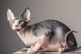 Gato esfinge, Gato Esfinge (Sphynx): El Elegante Sin Pelaje El Gato Esfinge, o Sphynx, es quizás una de las razas más singulares y reconocibles, célebre por su apariencia "sin pelo". Aunque a primera vista puedan parecer completamente desnudos, su piel está cubierta por una fina capa de vello casi imperceptible, similar a la textura de un durazno. Su origen se remonta a la década de 1960 en Canadá, donde una mutación genética natural dio lugar a los primeros gatitos sin pelo.  Estos felinos son de tamaño mediano, con una complexión musculosa y atlética. Sus orejas son notablemente grandes y anchas, sus ojos son grandes y con forma de limón, y su piel a menudo presenta arrugas, especialmente alrededor de la frente. A pesar de su apariencia exótica, la piel del Sphynx puede mostrar una variedad de colores y patrones, ya que el pigmento se encuentra directamente en ella.  Más allá de su singularidad física, el Sphynx es adorado por su personalidad extrovertida, afectuosa y extremadamente sociable. Son gatos muy activos, juguetones y curiosos, que adoran ser el centro de atención. Forman lazos muy fuertes con sus humanos, les seguirán por la casa y disfrutarán acurrucándose en el regazo o bajo las mantas en busca de calor. Son inteligentes y pueden aprender trucos, además de llevarse bien con niños y otras mascotas. Su necesidad de calor corporal los convierte en excelentes compañeros de cama.