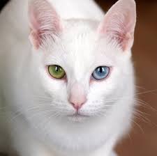 Khao Manee, El Khao Manee, cuyo nombre significa "joya blanca" o "gema blanca" en tailandés, es una raza de gato extremadamente rara y valorada, originaria de Tailandia. Históricamente, estos gatos han sido los compañeros reales de la realeza siamesa, considerados símbolos de buena suerte y longevidad. Su rasgo más distintivo es su pelaje blanco puro y corto, sin ninguna otra marca, y sus ojos, que a menudo son de colores diferentes (heterocromía): uno azul y el otro dorado o verde, aunque también pueden tener ambos ojos azules, dorados o verdes.  Los Khao Manee son gatos de tamaño mediano, con una complexión atlética y elegante. Su personalidad es tan encantadora como su apariencia. Son conocidos por ser extremadamente inteligentes, activos, curiosos y muy sociables. Disfrutan de la interacción con sus humanos, son juguetones y se adaptan bien a diversos entornos, siempre y cuando reciban la atención y estimulación que necesitan. A diferencia de otras razas, los Khao Manee son a menudo descritos como "charlatanes", disfrutando de la conversación con sus dueños a través de maullidos y gorjeos. Su combinación de belleza exótica, inteligencia y un temperamento afectuoso los convierte en compañeros verdaderamente únicos y fascinantes.