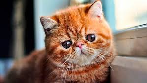 Gato exotico, El Gato Exótico es esencialmente la versión de pelo corto del popular Gato Persa, compartiendo muchas de sus encantadoras características de temperamento y su distintiva cara chata. Desarrollado en la década de 1950 en Estados Unidos mediante el cruce de Persas con American Shorthairs y otras razas de pelo corto, el objetivo era crear un gato con la dulzura y el aspecto del Persa, pero con un pelaje de bajo mantenimiento.  Estos felinos son de tamaño mediano a grande, con un cuerpo robusto y redondeado, patas cortas y fuertes, y una cabeza grande y redonda con una nariz muy corta y ojos grandes y expresivos. Su pelaje, denso y afelpado, es de longitud corta a mediana, lo que le da una apariencia de "osito de peluche" y reduce significentemente la necesidad de cepillado diario en comparación con su pariente de pelo largo.  El temperamento del Gato Exótico es su mayor encanto: son conocidos por ser excepcionalmente tranquilos, dulces y cariñosos. A menudo descritos como "lap cats" (gatos de regazo), adoran la compañía de sus humanos y disfrutan acurrucándose y recibiendo mimos. Son menos activos que otras razas, prefiriendo un ambiente relajado y tranquilo. Su voz es suave y rara vez maúllan con fuerza. Se adaptan muy bien a la vida en interiores y son excelentes compañeros para personas mayores, familias con niños o cualquiera que busque un compañero felino afectuoso y de bajo perfil energético.