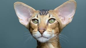 Gato oriental, El Gato Oriental es una raza que se distingue por su elegancia esbelta y su personalidad vivaz, estrechamente emparentado con el Siamés pero con una vasta gama de colores y patrones de pelaje. Desarrollado a partir del Siamés en las décadas de 1950 y 1960, el objetivo era crear un gato con la misma inteligencia y naturaleza comunicativa, pero con una apariencia más diversificada, sin los "puntos" de color del Siamés. Posee un cuerpo largo y musculoso, una cabeza triangular, orejas grandes y ojos almendrados de color verde brillante (o azules si es de color blanco).  Los Orientales son conocidos por ser gatos extremadamente inteligentes, curiosos y altamente vocales, aunque su "voz" puede ser menos estridente que la del Siamés. Les encanta "conversar" con sus humanos, utilizando una amplia variedad de maullidos, gorjeos y trinos para expresar sus opiniones y deseos. Son felinos muy sociables y afectuosos, que demandan y disfrutan de la interacción constante con sus familias. No son gatos para quienes buscan un compañero independiente; el Oriental se integrará profundamente en la vida del hogar, siguiendo a sus dueños de una habitación a otra, buscando participación en todas las actividades. Su naturaleza juguetona y su energía los mantienen activos y entretenidos, y su necesidad de compañía significa que prosperan en hogares donde no se les deja solos por períodos prolongados. Su agilidad y gracia son notables, y su presencia vibrante llena de vida cualquier espacio.