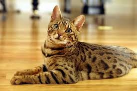Ocicat, El Ocicat es una raza fascinante, nacida del deseo de crear un gato doméstico con la belleza salvaje de un ocelote, pero con el temperamento amigable y confiable de una mascota casera. Desarrollado en la década de 1960 en Michigan, EE. UU., mediante cruces selectivos entre el Abisinio, el Siamés y el American Shorthair, el Ocicat exhibe un pelaje corto, liso y brillante adornado con distintivas manchas oscuras (spots), que le dan una apariencia exótica y atlética, similar a la de sus parientes salvajes. Se presenta en una amplia gama de colores, todos con el patrón de manchas.  Más allá de su impresionante aspecto "salvaje", el Ocicat es conocido por su personalidad excepcionalmente extrovertida, juguetona y sociable. A menudo se les describe como "gatos con personalidad de perro" debido a su lealtad, su capacidad para aprender trucos (como venir cuando se les llama o traer objetos), y su disfrute de los paseos con correa. Son gatos muy inteligentes y curiosos, que necesitan mucha estimulación mental y física para evitar el aburrimiento. Les encanta la interacción con sus humanos y se integran perfectamente en la vida familiar, llevándose bien con niños y otras mascotas. Su naturaleza activa y su deseo de participar en todas las actividades del hogar los convierten en compañeros dinámicos y muy afectuosos.